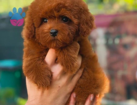 Teacup 3 Toy Poodle Dişi ve Erkek YavR