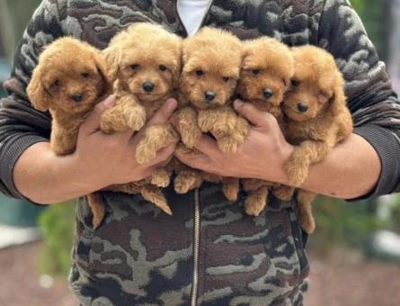 Toy Poodle Şahane Yavrularımız - 5965