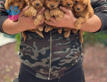 Toy Poodle Şahane Yavrularımız