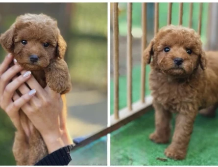 Teacup Poodle Oyuncu Yavrularımız - 5966