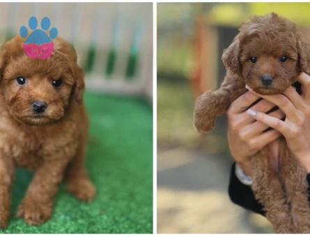 Teacup Poodle Oyuncu Yavrularımız