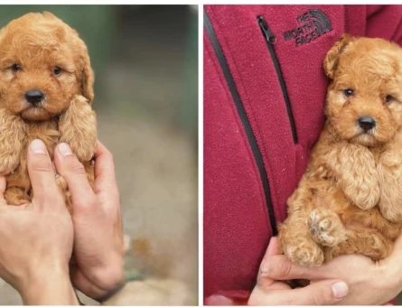 Mükemmel Safkan Teacup Poodle - 5967