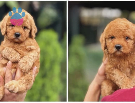 Mükemmel Safkan Teacup Poodle