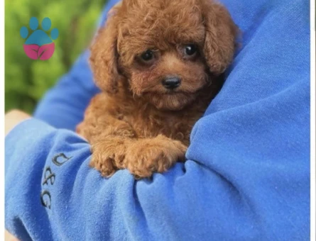Toy Poodle Show Kalite Yavrularımız