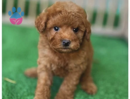 Teacup Safkan Poodle Yavrularımız - 5971