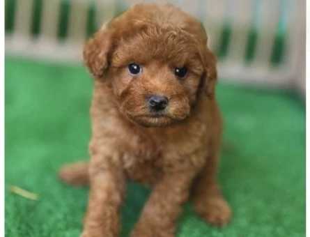 Teacup Safkan Poodle Yavrularımız - 5971