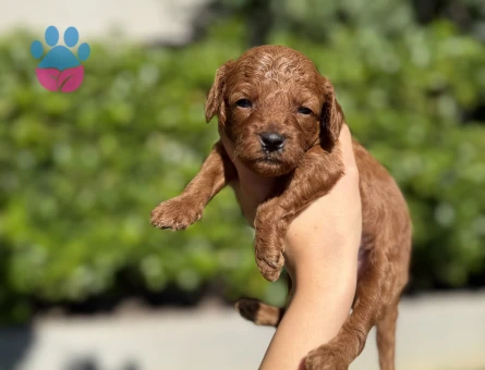 TEACUP LEKESİZ YAVRULARIMIZ DOĞDU