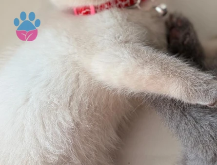 Scottish Fold 2 Aylık Dişi