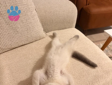 Scottish Fold 2 Aylık Dişi