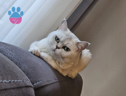 British Longhair 5 Yaşında Yuva Arıyor - 5978