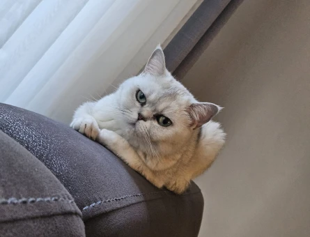 British Longhair 5 Yaşında Yuva Arıyor - 5978