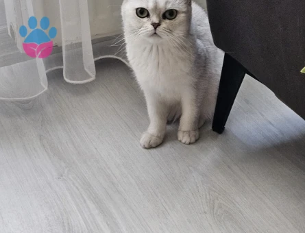 British Longhair 5 Yaşında Yuva Arıyor
