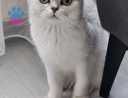 British Longhair 5 Yaşında Yuva Arıyor