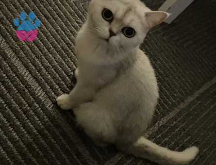 British Longhair 5 Yaşında Yuva Arıyor