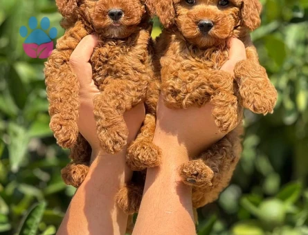 Kore Poodlelarımız 2 Aylık