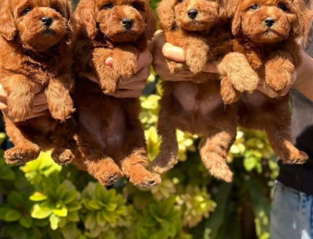 Şeker bebekler Poodle kore - 5986