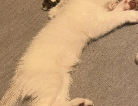 3 AYLIK PRENS YENİ EVİNİ ARIYOR