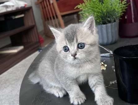 Kızıma yuva arıyorum