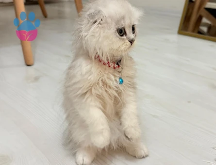 2 aylık oyuncu yavrumuz