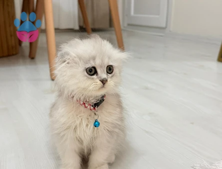 2 aylık oyuncu yavrumuz