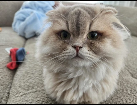 Scottish fold ve british shorthair acil sahiplendirilecektir beylikduzu istanbul