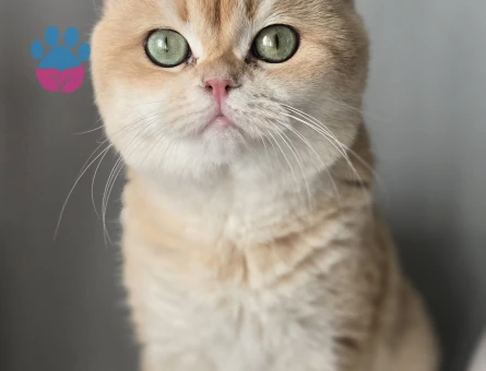 Scottish fold ve british shorthair acil sahiplendirilecektir beylikduzu istanbul