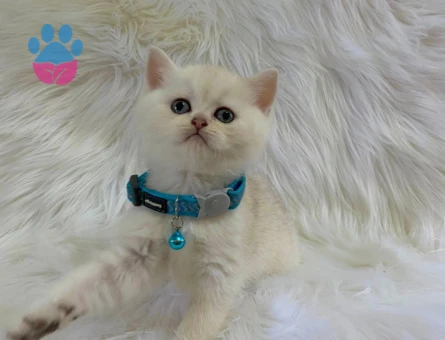 British Shorthair Point Erkek 2 Aylık