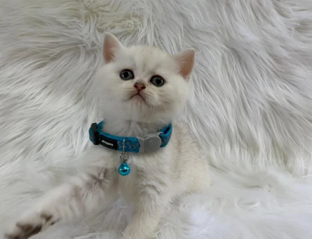 British Shorthair Point Erkek 2 Aylık