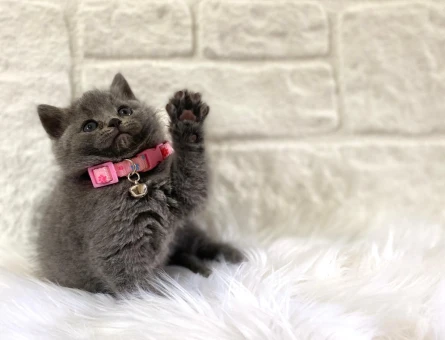 British Shorthair Gri Dişi 2 Aylık