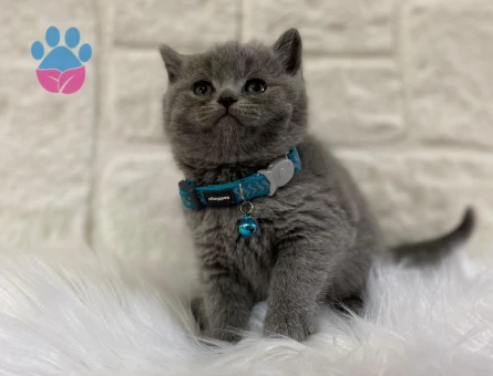 British Shorthair Gri 2 Aylık Erkek