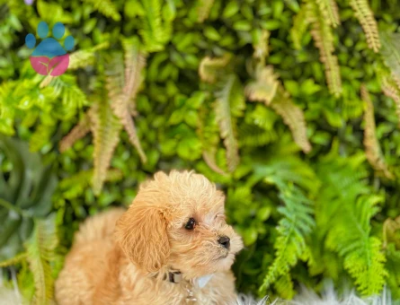 0 NUMARA MALTİPOO TERRİER DİŞİ ERKEK