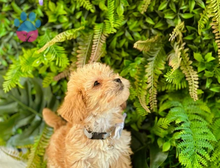 0 NUMARA MALTİPOO TERRİER DİŞİ ERKEK