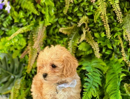 0 NUMARA MALTİPOO TERRİER DİŞİ ERKEK