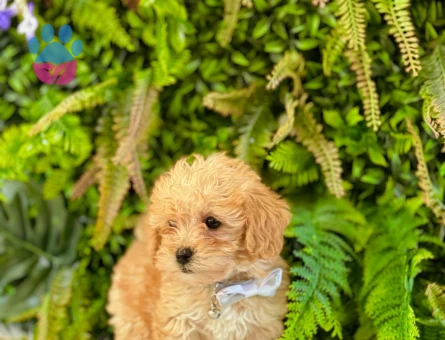 0 NUMARA MALTİPOO TERRİER DİŞİ ERKEK