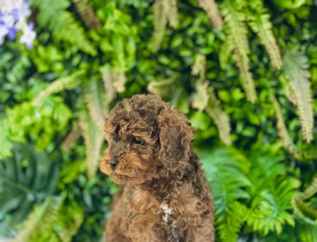 0 NUMARA MALTİPOO TERRİER DİŞİ ERKEK