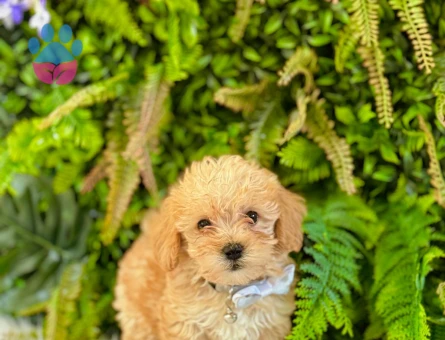 0 NUMARA MALTİPOO TERRİER DİŞİ ERKEK