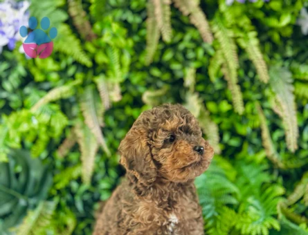 0 NUMARA MALTİPOO TERRİER DİŞİ ERKEK