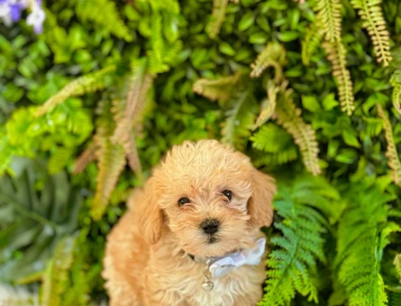 0 NUMARA MALTİPOO TERRİER DİŞİ ERKEK