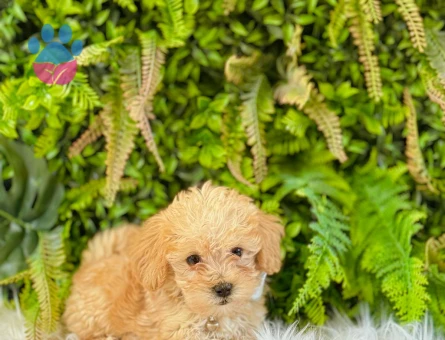 0 NUMARA MALTİPOO TERRİER DİŞİ ERKEK