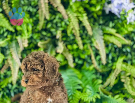 Maltipoo Terrier 0 Numara Dişi ve Erkek