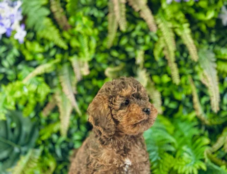 Maltipoo Terrier 0 Numara Dişi ve Erkek