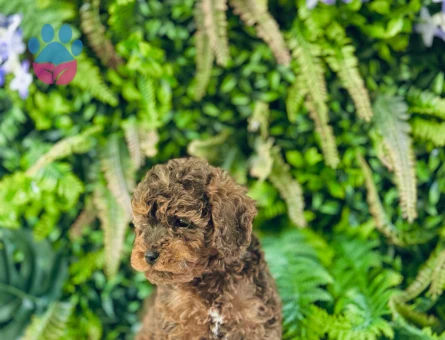 Maltipoo Terrier 0 Numara Dişi ve Erkek