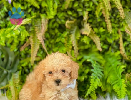 0 Numara Maltipoo Dişi ve Erkek