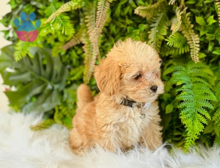 0 Numara Maltipoo Dişi ve Erkek