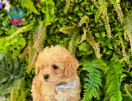 0 Numara Maltipoo Dişi ve Erkek