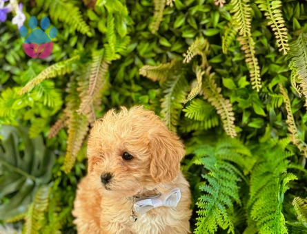 0 Numara Maltipoo Dişi ve Erkek