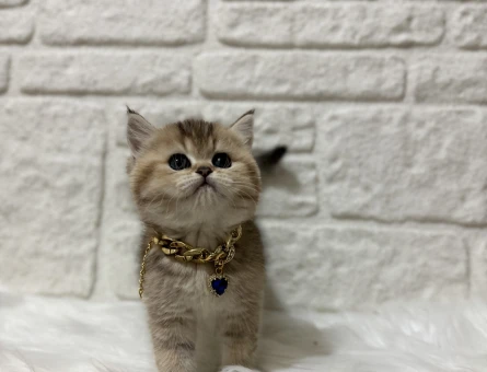 British Shorthair Golden Erkek Yavrumuz