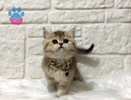 British Shorthair Golden Erkek Yavrumuz