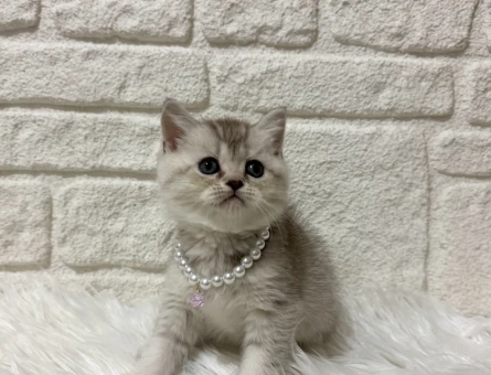 British Shorthair Silver Erkek 2 Aylık