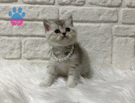 British Shorthair Silver Erkek 2 Aylık